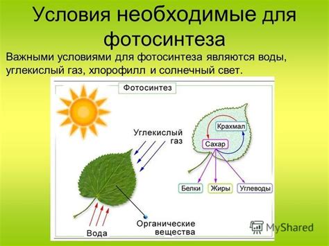 Важность митохондрий для фотосинтеза растений