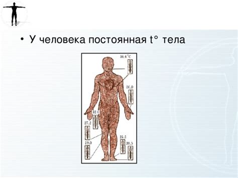 Важность поддержания теплорегуляции организма