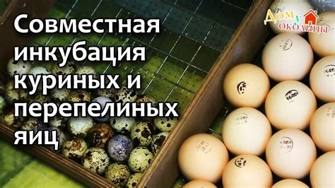 Важность правильного поворота яиц в процессе инкубации