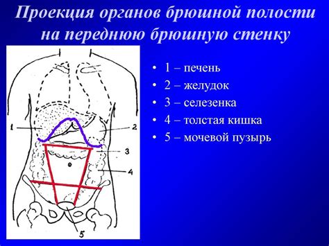 Важность регулярного контроля состояния брюшной стенки