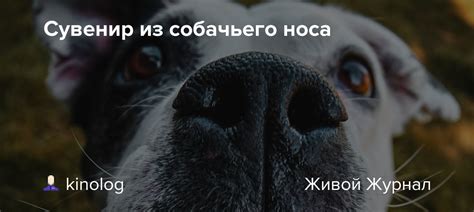 Важность собачьего носа для повседневной жизни