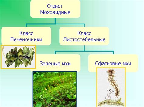 Важность спора для питания и жизнедеятельности мхов