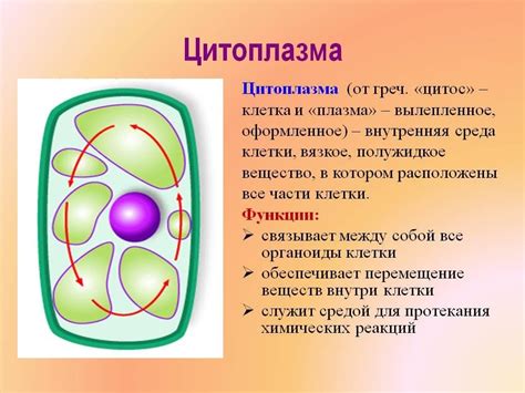 Важность структуры цитоплазмы