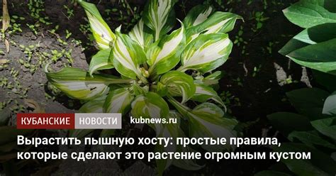 Важные моменты ухода за хостой