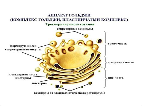 Важные процессы, поддерживаемые гольджи