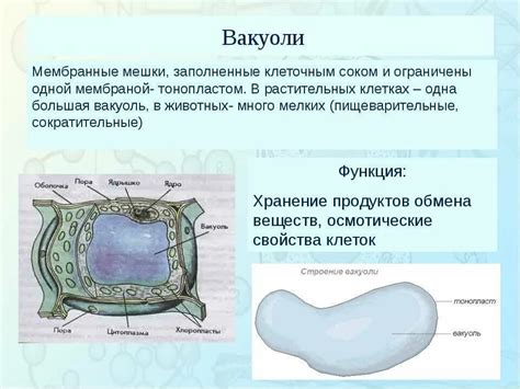 Вакуоли: сущность и строение