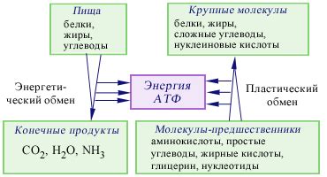 Вакуольная система и клеточный метаболизм