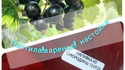 Варианты использования запаянной смородины