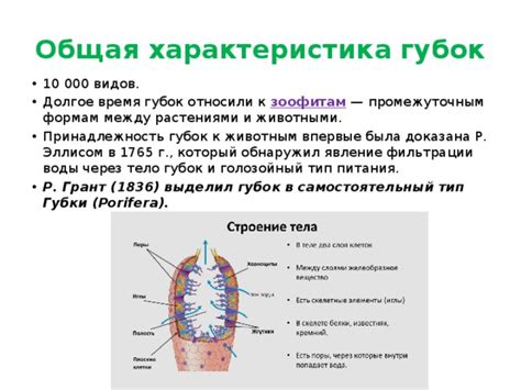 Взаимодействие губок с риниофитами