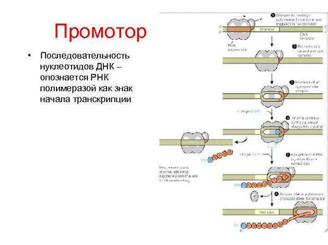 Взаимодействие матрицы с РНК-полимеразой: механизм работы