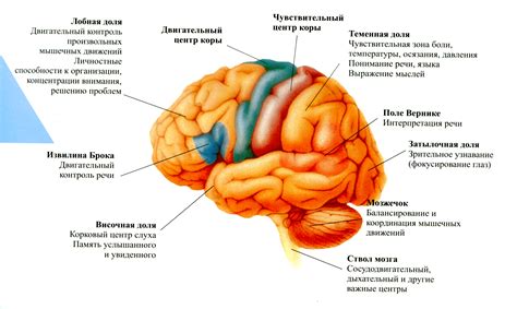 Взаимосвязь между мозгом и сном