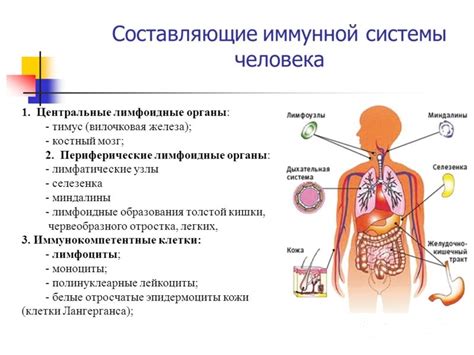 Взаимосвязь микробиома с иммунной системой