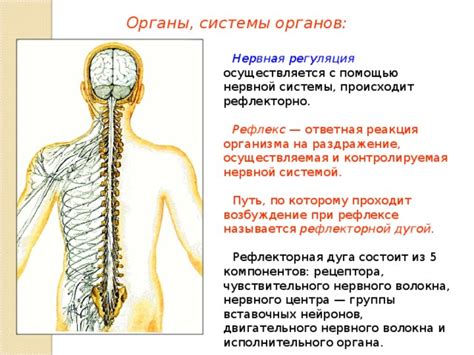 Взаимосвязь с нервной системой