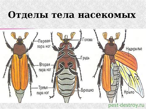 Виды жвачки у насекомых и их особенности