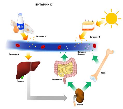 Витамин D влияет на метаболизм
