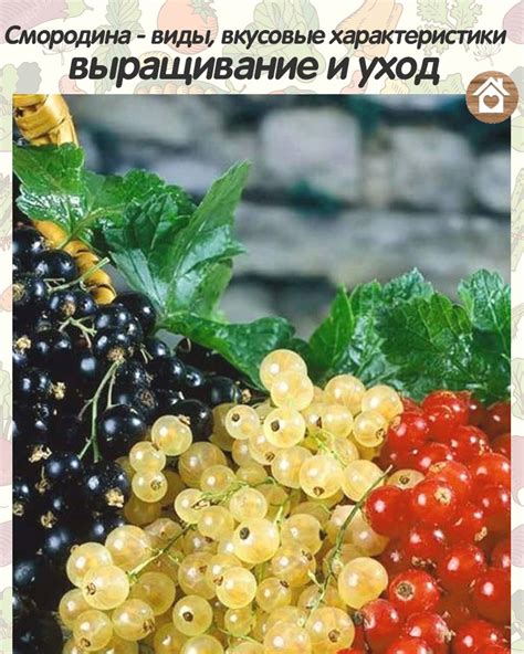 Вкусовые характеристики и отличия