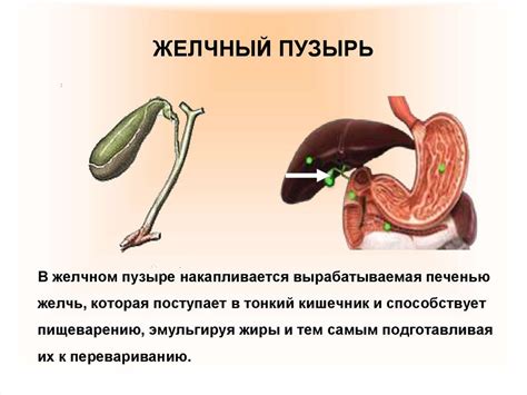 Влияние Терафлю на организм после удаления желчного пузыря