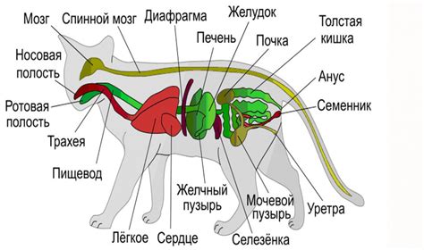 Влияние анатомии котов на их поведение