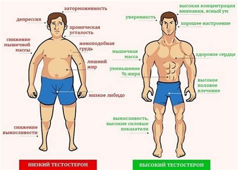 Влияние гормонального контроля на уровень тестостерона