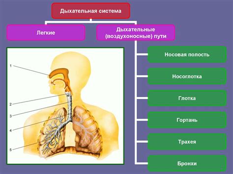 Влияние дыхательной системы