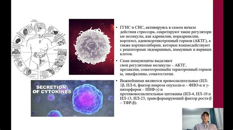 Влияние железа на иммунную систему