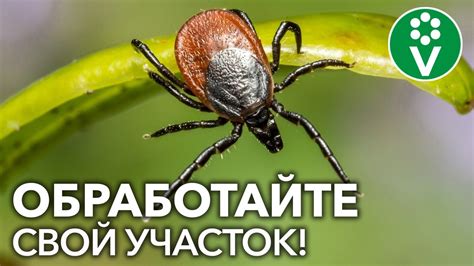 Влияние клещей на популяцию животных