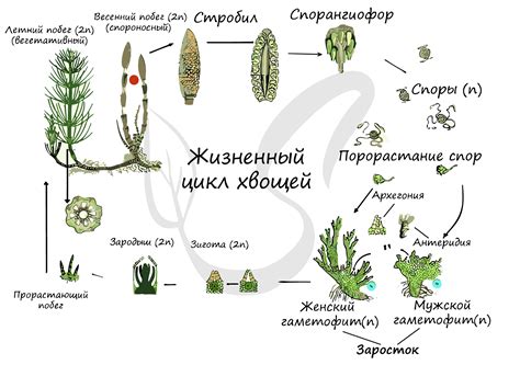 Влияние климата на развитие хвощей