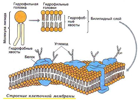 Влияние лигнина на свойства клеточной стенки