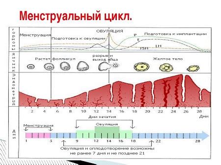 Влияние менструального цикла на уровень тестостерона у женщин