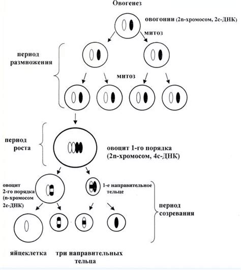 Влияние направительных тельц на процесс овогенеза