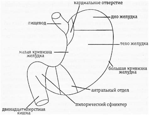 Влияние на пищеварение