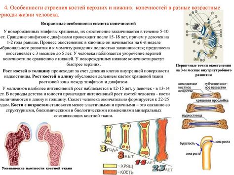 Влияние на структуру костей