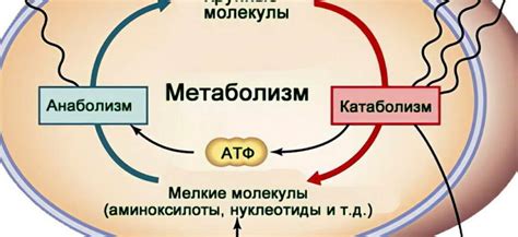 Влияние низкого гемоглобина на похудение и метаболизм организма