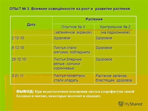 Влияние обрезки листьев клубники на рост и развитие растения