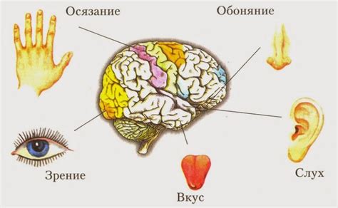 Влияние органов чувств на восприятие вкуса пищи