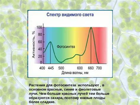 Влияние освещения на рост растений