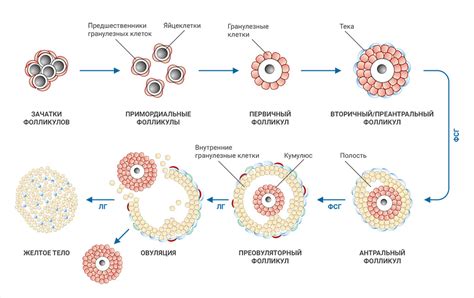 Влияние сезонных изменений и гормонального фона