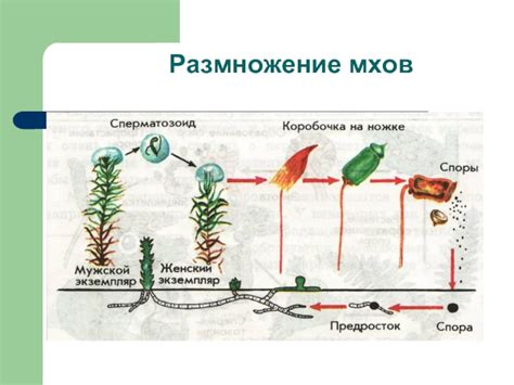 Влияние спора на рост и развитие мхов