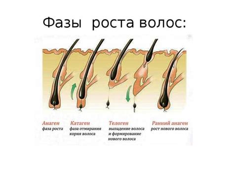 Влияние типа кожи на скорость возобновления роста волос