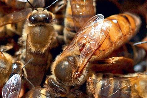 Влияние трутней на поведение других пчел
