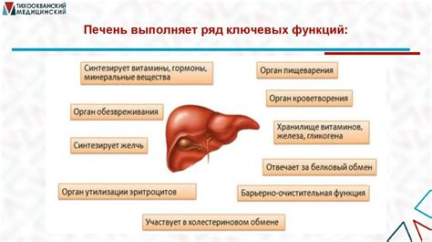 Влияние яблока на метаболизм ночью