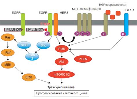 Влияние EGFR на организм