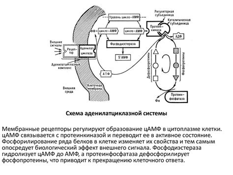 Внутриклеточные реакции и сигнальные пути