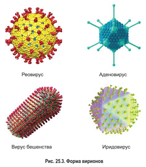 Воздействие бактерий и вирусов