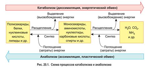 Воздействие белков и кислорода