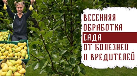 Воздействие вредителей и болезней на образование смолы на сливовых плодах