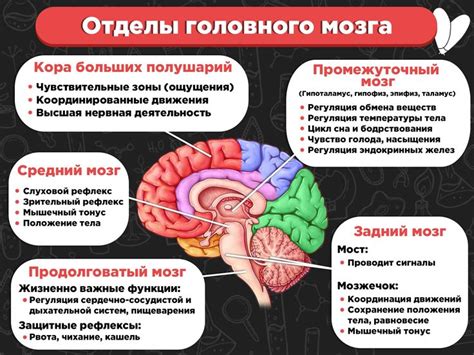 Воздействие нейролептиков на функции мозга