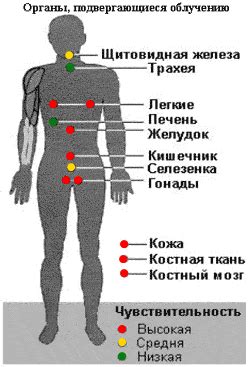 Воздействие физической активности на кожу икр