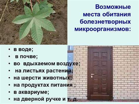 Возможные места обитания