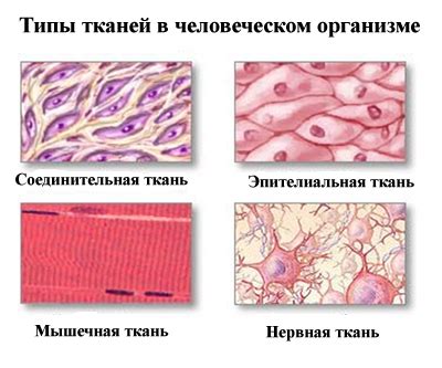 Возрастные изменения в тканях